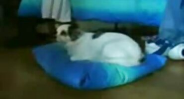 Chico hecho de señoras bien cachondas esclava sexual de ébano y follada en bruto